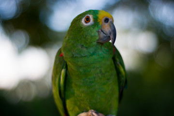 green and yellow parrot