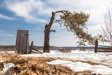 Spring landscape with village toilet and crooked pine tree