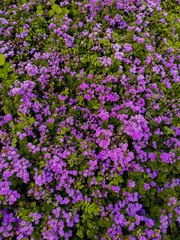 Beautiful violet flowers