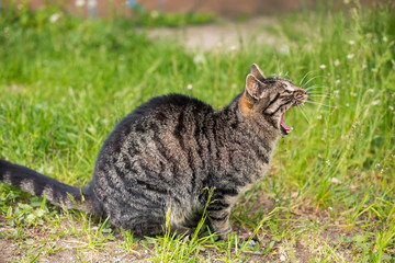 Obraz premium funny cat yawning mouth full outdoor on nature
