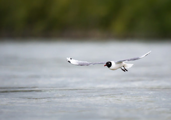 Franklin Gulls