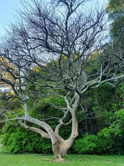 old oak tree