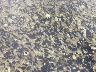 Large flock of tadpoles of the common toad (Bufo bufo) in a pond.