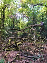 Fallen tree in green forest