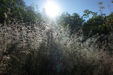 grass and sky
