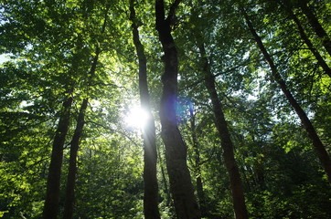 sun rays through trees