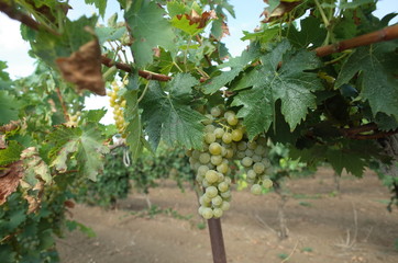 grapes in vineyard