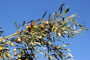 Olives of Manaki variety on olive tree branch in Attica, Greece.