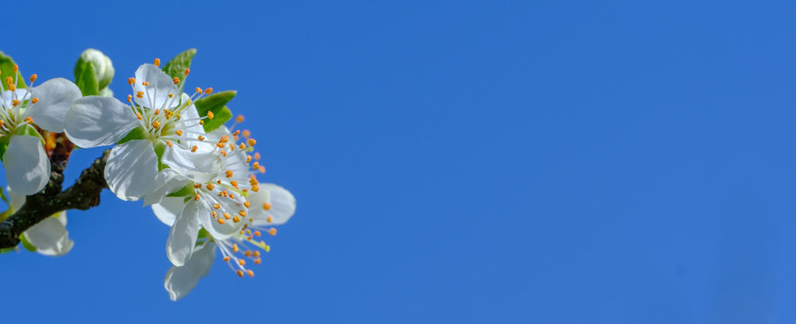 Banner: Makro von Bl&uuml;ten an Obstbaum / Bl&uuml;hender Obstbaum im Fr&uuml;hling vor klaren blauen Hintergrund
