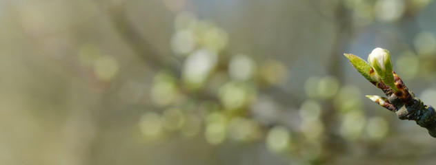 Banner: Knospen an Obstbaum / Blühender Obstbaum im Frühling mit blühenden Zweigen im Hintergrund