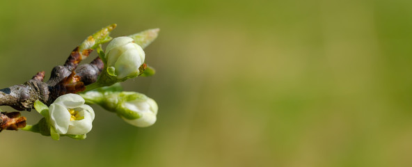 Banner: Knospen und Blüten an Obstbaum / Blühender Obstbaum im Frühling vor grünem Hintergrund