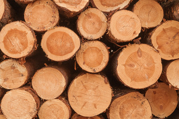 Pine logs texture background