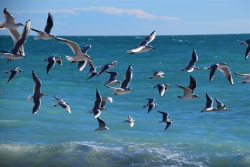 Large flock of seagulls flying over the sea