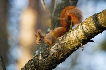Curious red squirrel, sciurus vulgaris, sitting on branch in autumn nature. Little animal looking on bough with moss. Fluffy orange mammal with bushy tail observing on twig from side.
