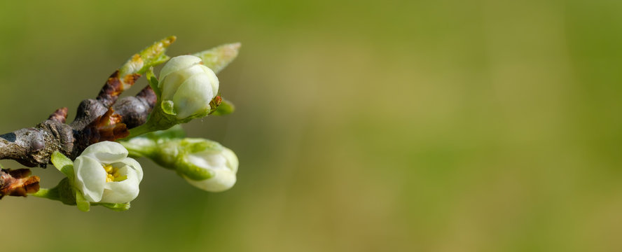 Banner: Knospen und Bl&uuml;ten an Obstbaum / Bl&uuml;hender Obstbaum im Fr&uuml;hling vor gr&uuml;nem Hintergrund