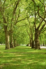 Fototapeta na wymiar Nature detail in Hyde Park, London, United Kingdom