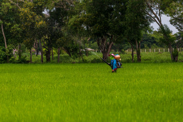 Naklejka na ściany i meble Farmers are using chemical spray tools in rice fields