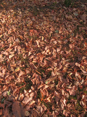 Background full of leaves / Leaves on the ground