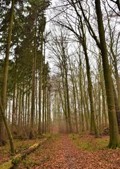 Forest with bare trees in autumn winter