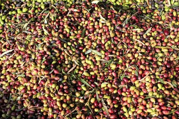 Harvested olives unloaded from truck to press hopper in olive oil mill in Attica, Greece.