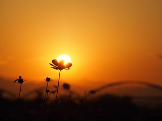 秋の夕空とコスモス