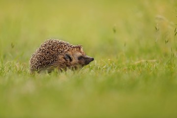 Northern white-breasted hedgehog, erinaceus roumanicus, sniffing on meadow. Small prickly mammal standing on grassland from side. Little animal with spiny spine smell in the air. © WildMedia