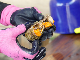 Fresh sea urchin collect from japan sea for making food