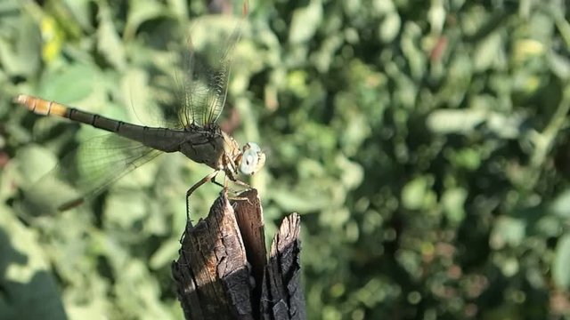 Dragonfly on a stck