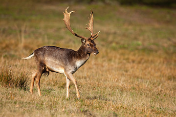 Naklejka na ściany i meble Fallow deer stag walking on dry meadow in autumn nature. Majestic stag marching on grassland from side. Wild animal with massive antlers moving on field in fall habitat.