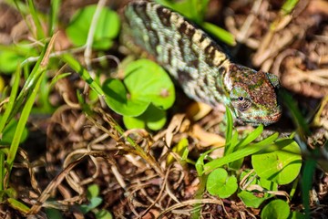 Chameleon looking at you 