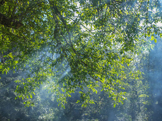 Billowing smoke from forest fir