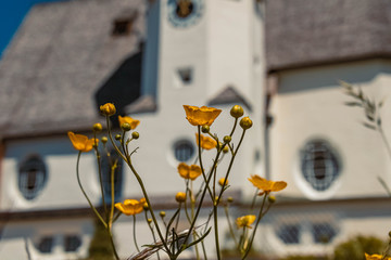 Beautiful alpine flowers with a church in the background at Oberau near Berchtesgaden, Bavaria, Germany
