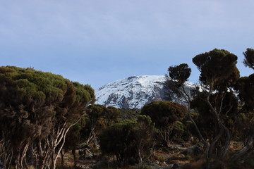 Mount Kilimanjaro and its vegetation