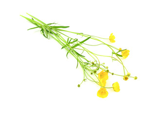 Ranunculus Bulbosus Medicinal Plant Flower. Also Known as St. Anthony's Turnip, or Bulbous...