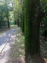 path in the woods