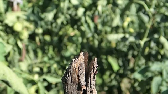 Dragonfly on a stck