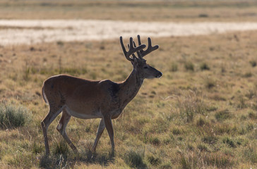 Naklejka na ściany i meble Whitetail Deer Buck in Velvet in Summer in Colorado