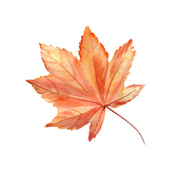 Watercolor  hand painted illustration of autumn maple lleaf. Isolated element on white background. Perfect for scrapbooking, fall or thanksgiving greeting cards or invitations design.