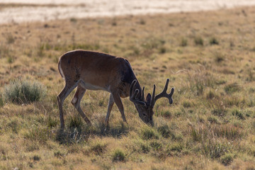 Whitetail Deer Buck in Velvet in Summer in Colorado