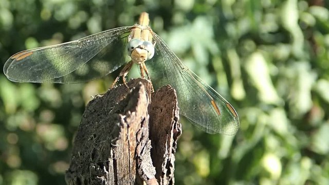 Dragonfly on a stck