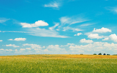 Obraz premium Sunny meadow landscape, distance plan, a smooth transition of color. High quality photo