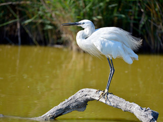 White little egret (Egretta garzetta) perched on branch above the sea water in the Camargue is a natural region located south of Arles, France, between the Mediterranean Sea and the two arms of the 