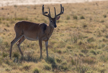 Whitetail Deer Buck in Velvet in Summer in Colorado