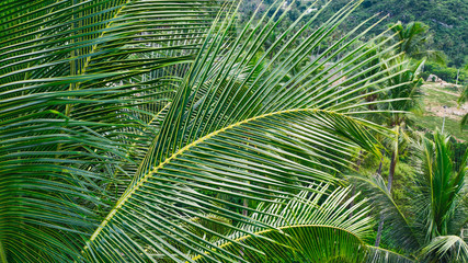 Fototapeta na wymiar Aerial view of beautiful nature environment, lush green palm trees growing on a slope. Tropical vegetation