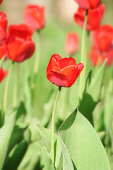 red tulips on green background