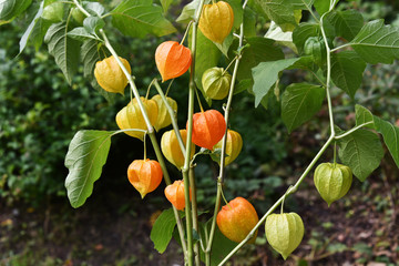 A bush of decorative Physalis blooms in the garden.