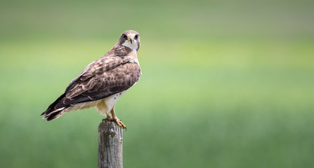 Hawk