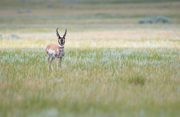 Pronghorn