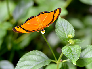 Macro of  Julia butterfly (Dryas iulia) feeding on flower (Lantana camara) seen from above