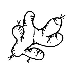 Ginger icon vector hand drawn